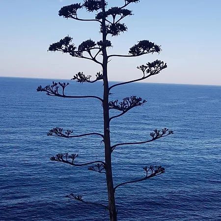 Alanya Апартаменты